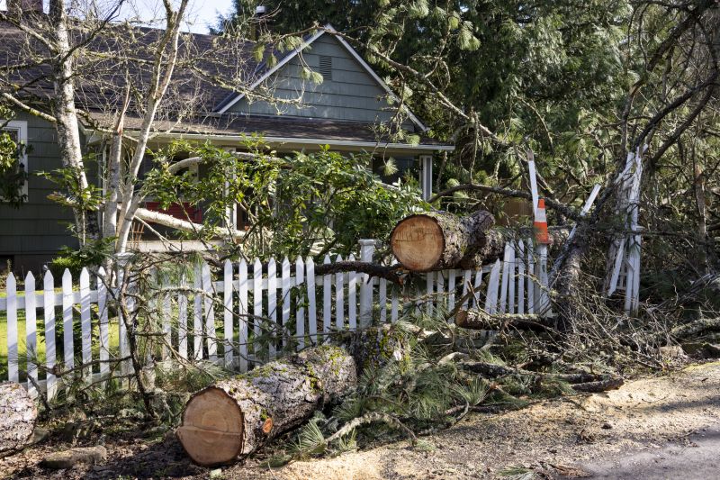 Apple Tree Removal in Reno, NV
