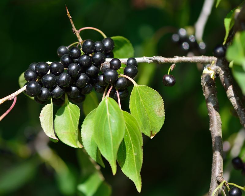 Invasive Blackberry Bush