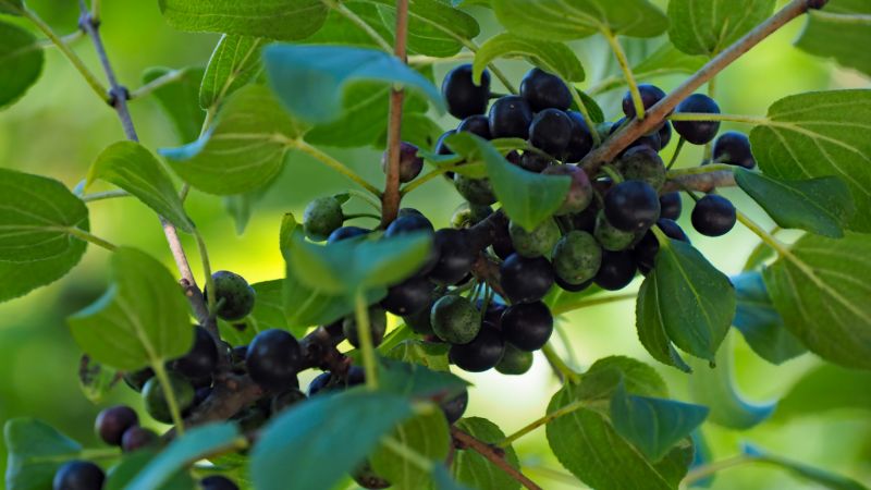 Healthy vs. Invasive Bushes