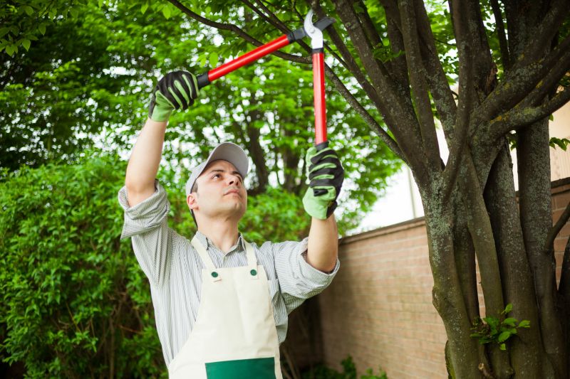 Canopy Pruning in Doylestown, PA