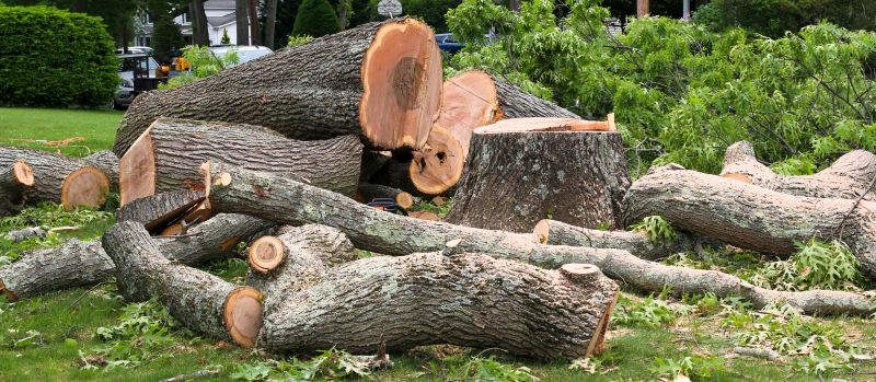 Cypress Tree Removal in Pottstown, PA
