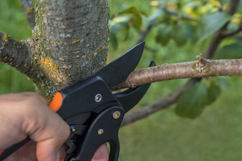Elm Tree Removal in San Jose, CA