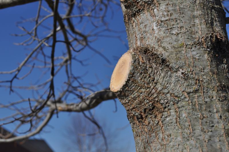 Hickory Tree Trimming in Pottstown, PA