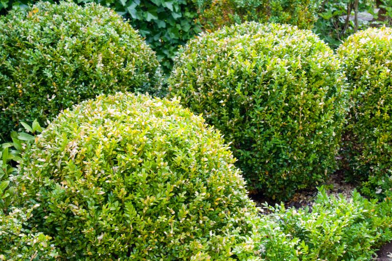 Trimmed Boxwood Shrubs