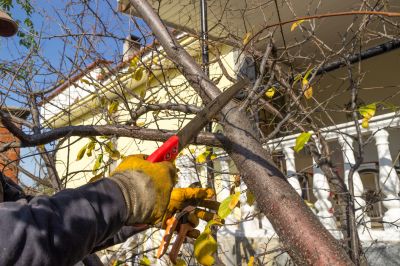 Tree Trimming Service in San Jose, CA